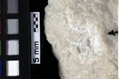 Foto (Detailansicht) von Gastrosacus sp. (NHMW-GEO-1990-0041-0210)